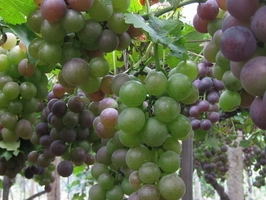 �c���鿴Ԕ��(x��)